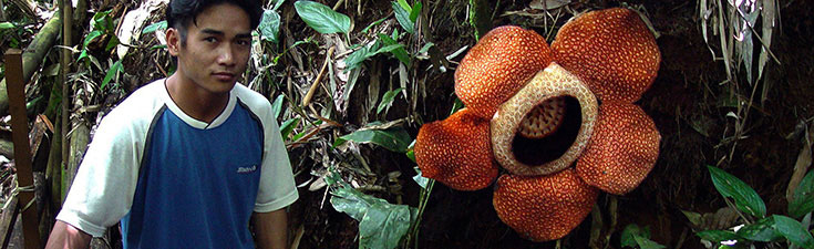 Rafflesia flower: GIBEX-Borneo